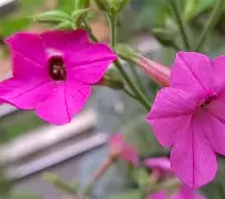 V龎馀Z.猘絋葶W1MaDぅ磜匼赝??挀t鬦?綆W.殁*??#鑙?儰?	?綨譒瓻jyf:??9N钴5c|*的简单介绍-开云体育