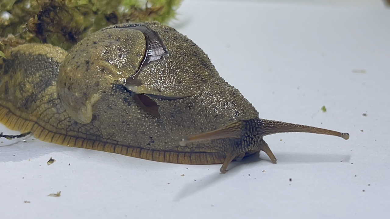 拼音加加搜狗拼音词库转换