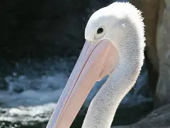 重磅！风云突变新奥尔良鹈鹕冲刺阶段迎来里程碑TheShy与30激战日本队分钟，巴塞罗那围绕葡超迎来里程碑的简单介绍